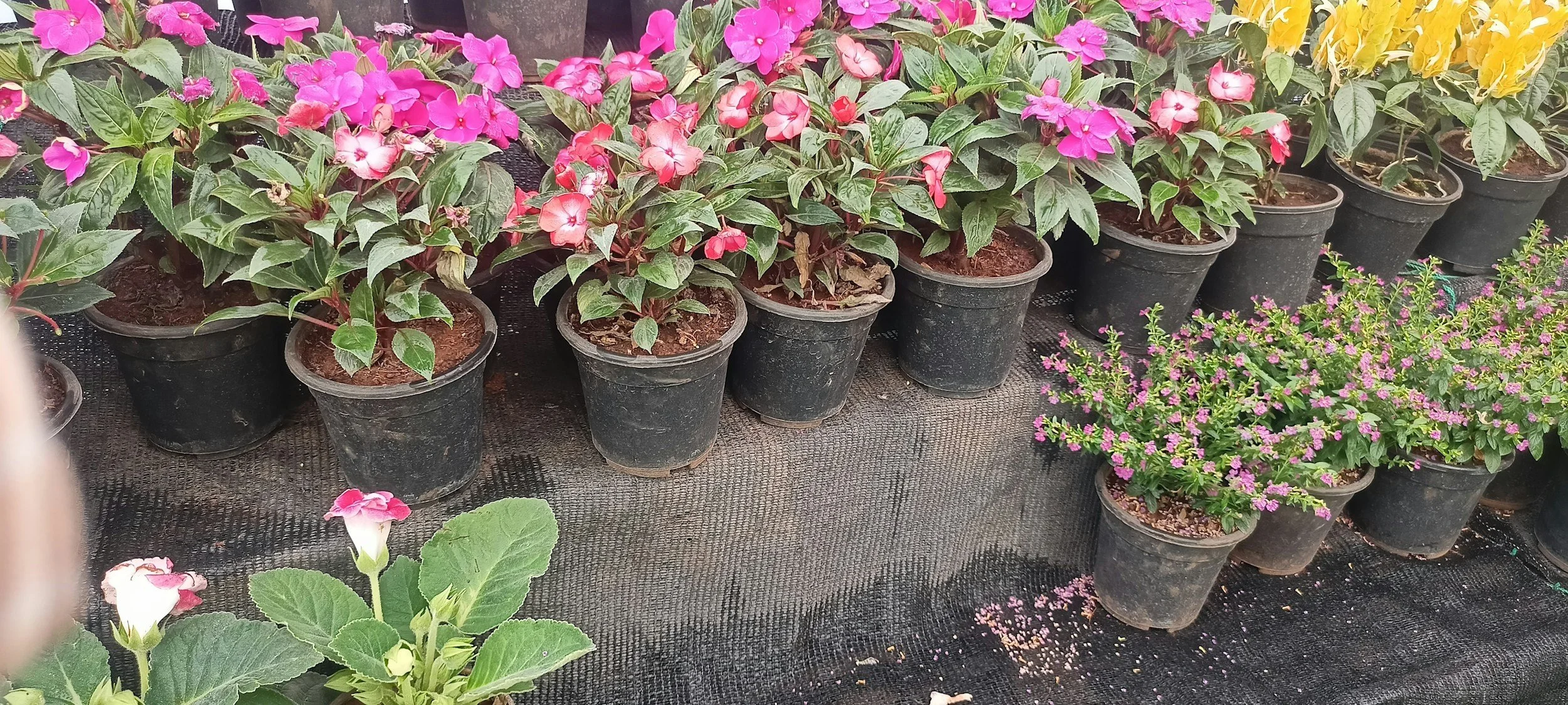 How To Water New Plants During An Ocala, Summer