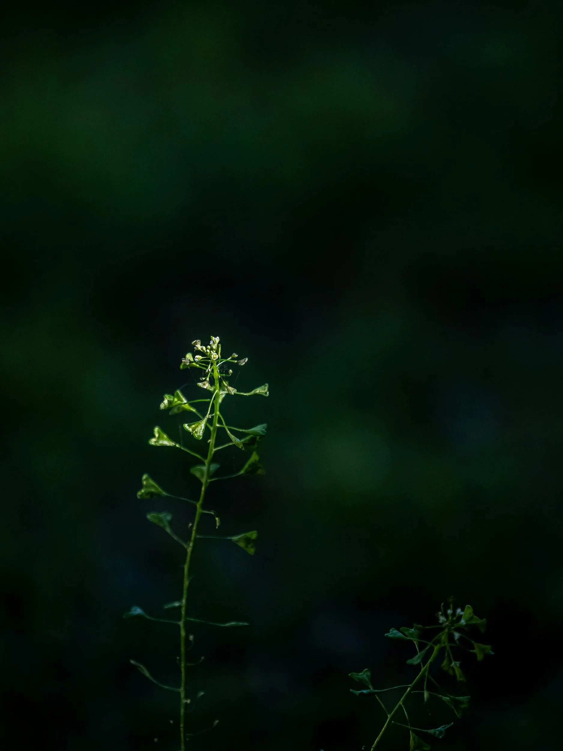 Weed Control in Ocala Landscape Beds: What Actually Works