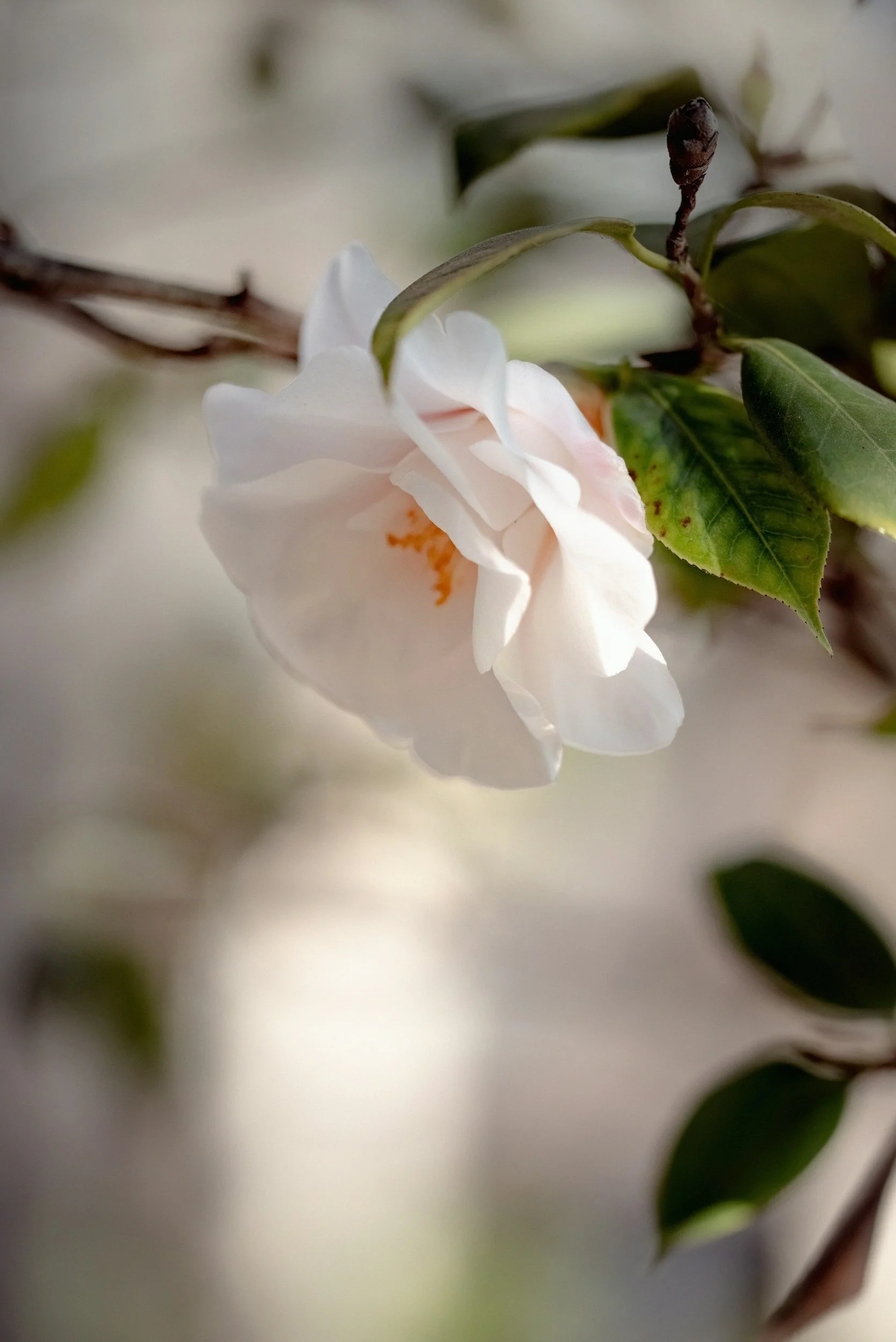 Why Fall Is the Best Time to Refresh Your Landscaping in Ocala, Florida