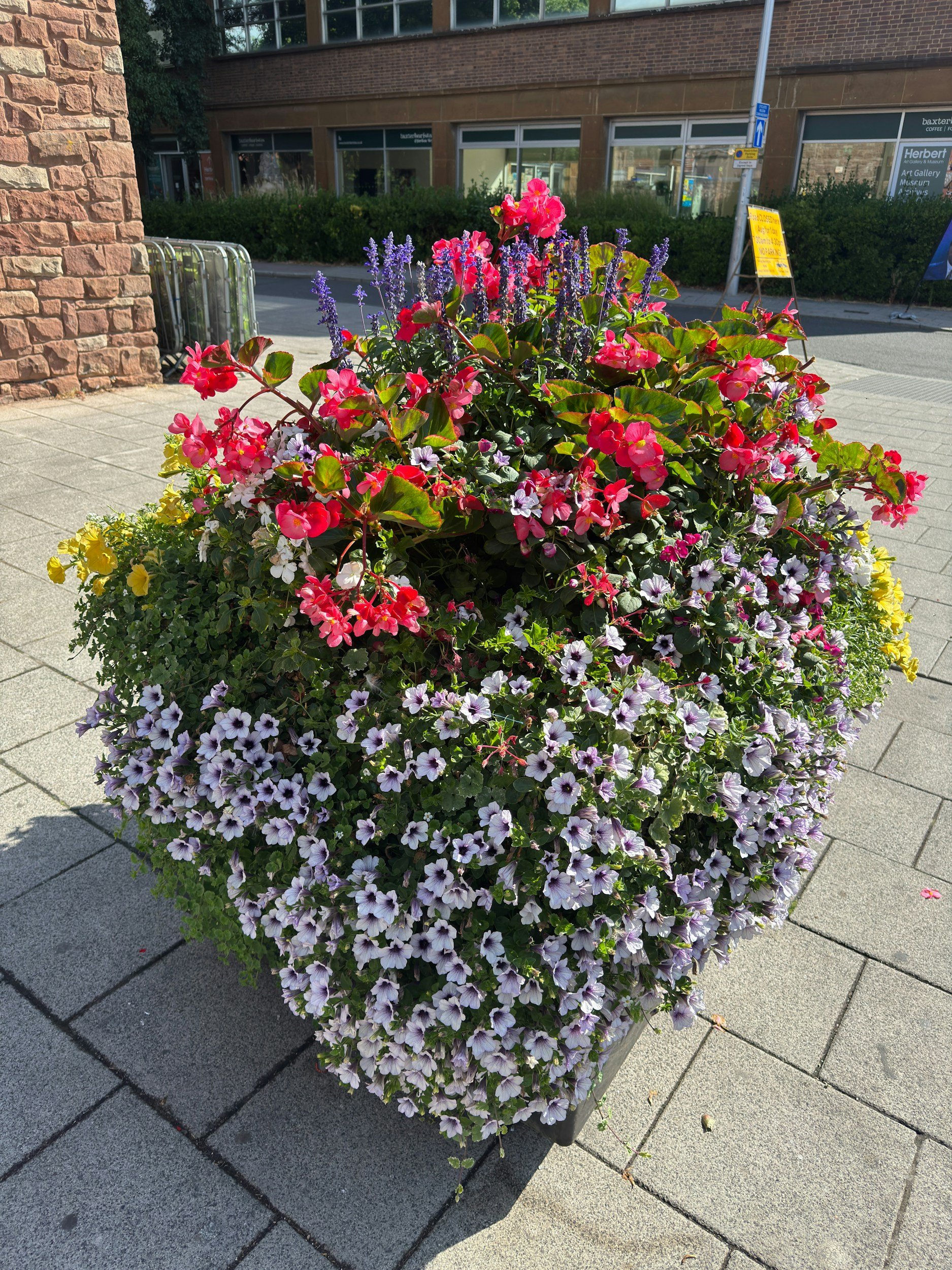 Fall Container Garden Tips for Florida Heat in Ocala