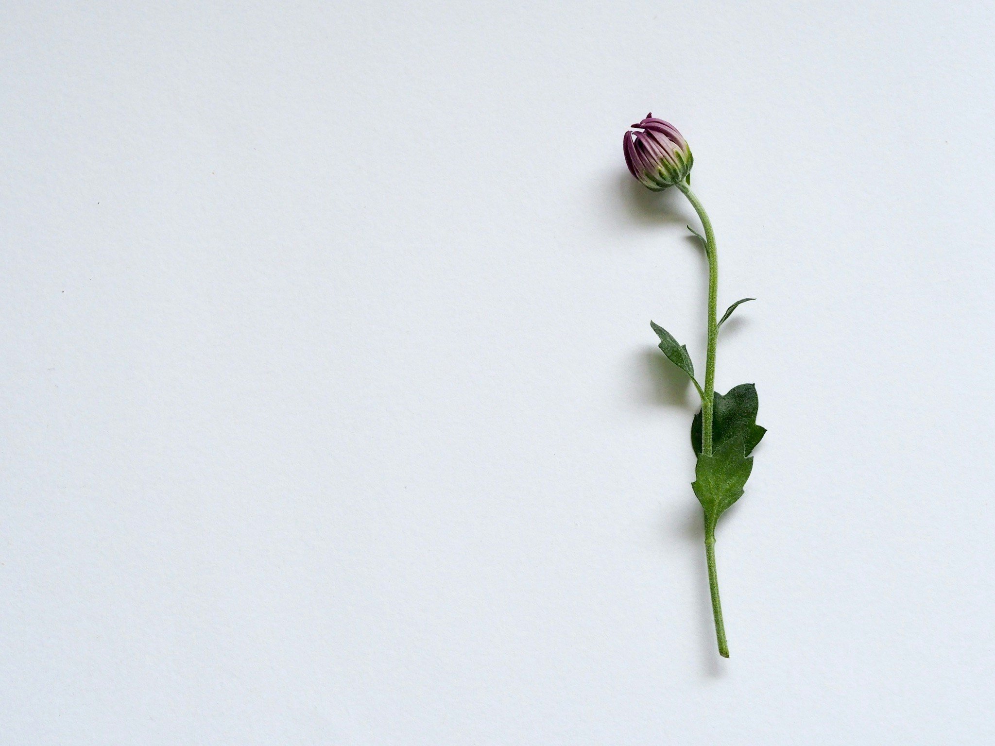 Single pink flower bud with green leaves on a white background