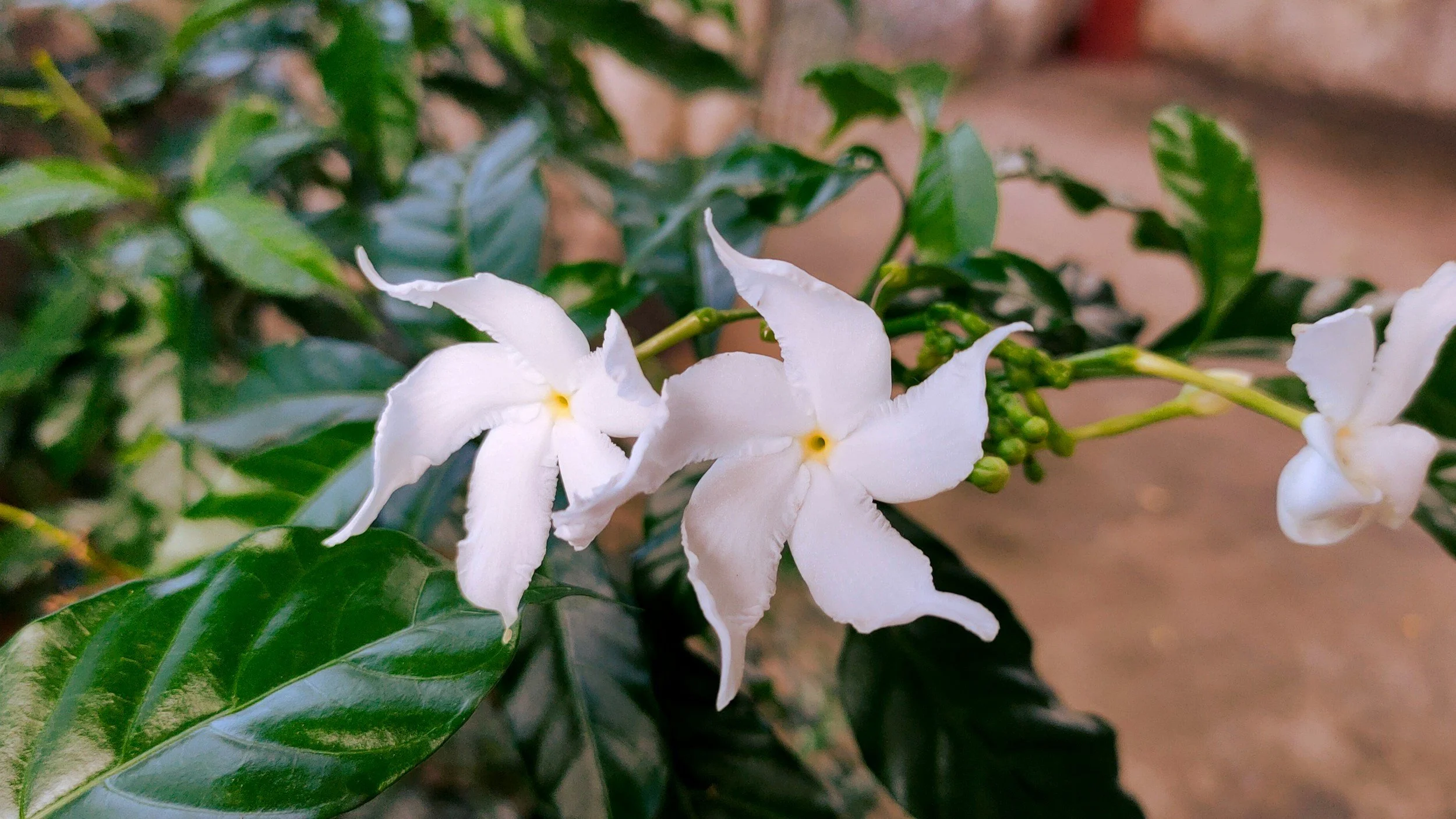 Flowers, Leaves, Stems &amp; Roots