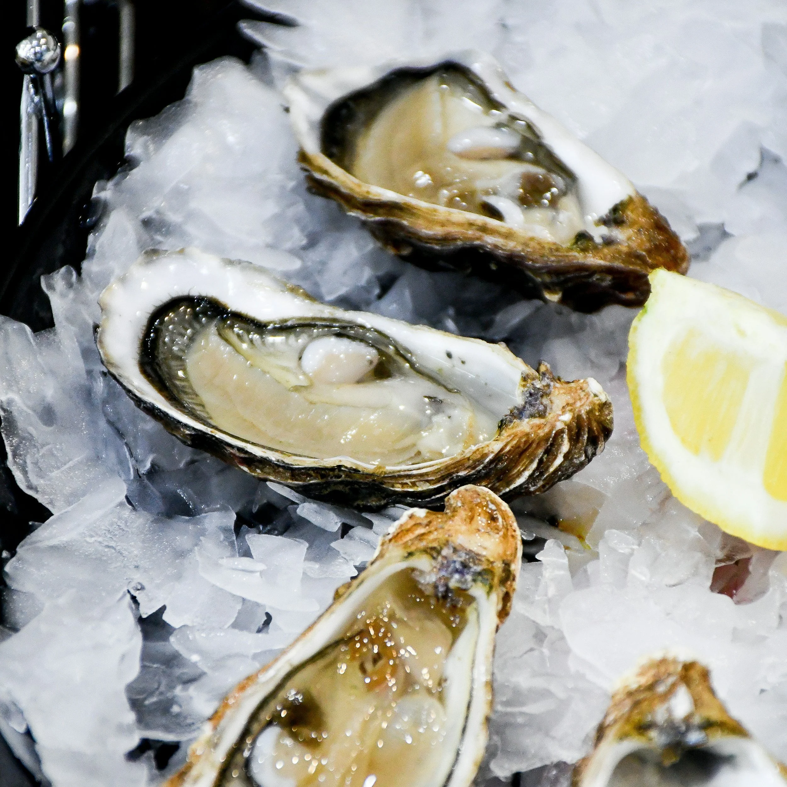 The Maine Oyster Festival