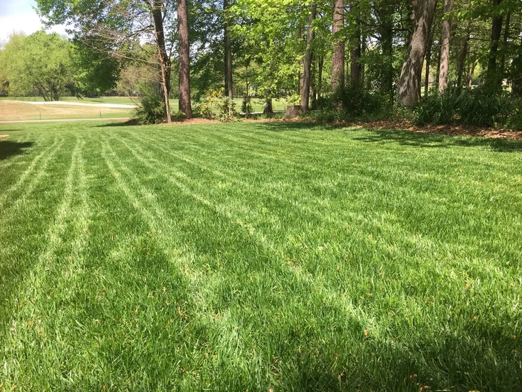 green, healthy and lush grass field with trees and plants in a natural bed area with pine straw ground cover with a road in the backdrop distance and sunny weather