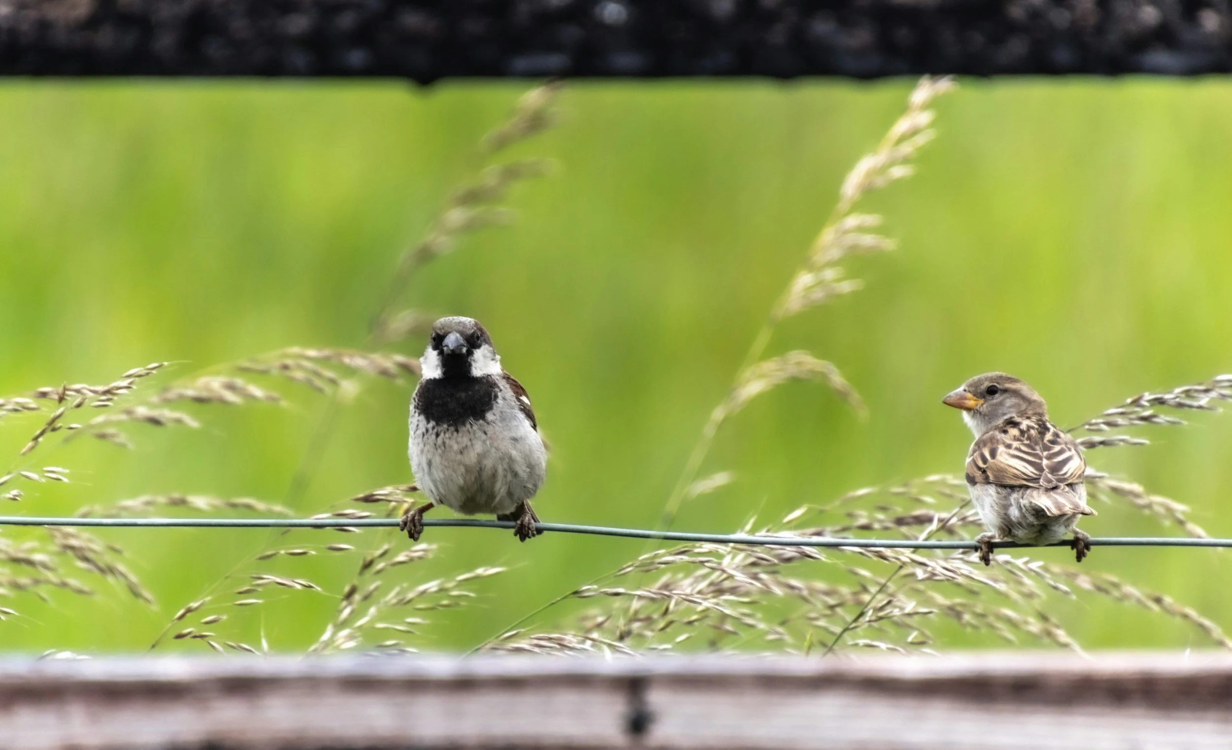 GesundheitsRaum_amLebensFluss-Stimmen