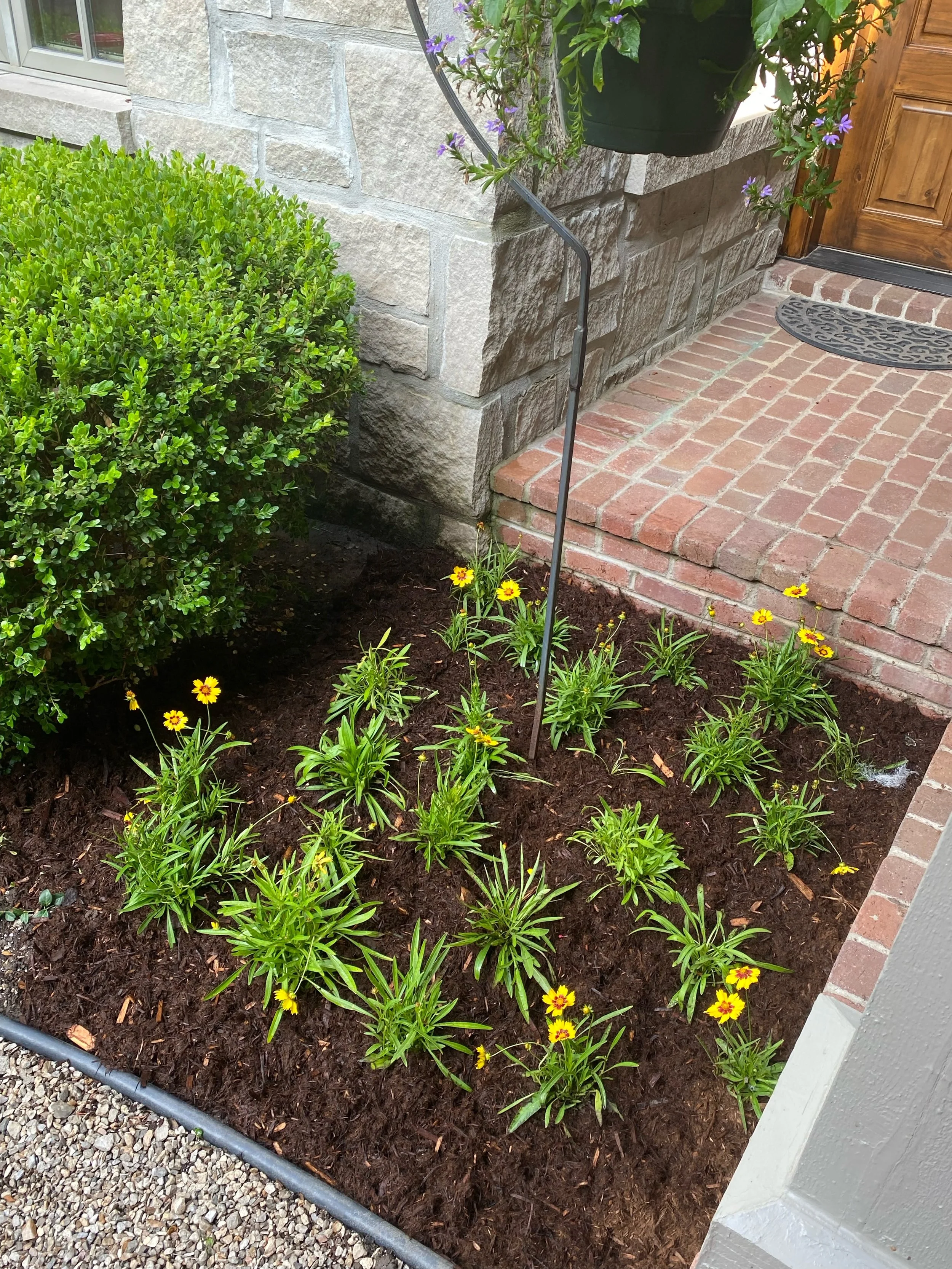 A small garden bed with yellow flowers and green leaves, surrounded by mulch and bordered by a metal edge, adjacent to a brick pathway and a stone house wall with a hanging flower pot.