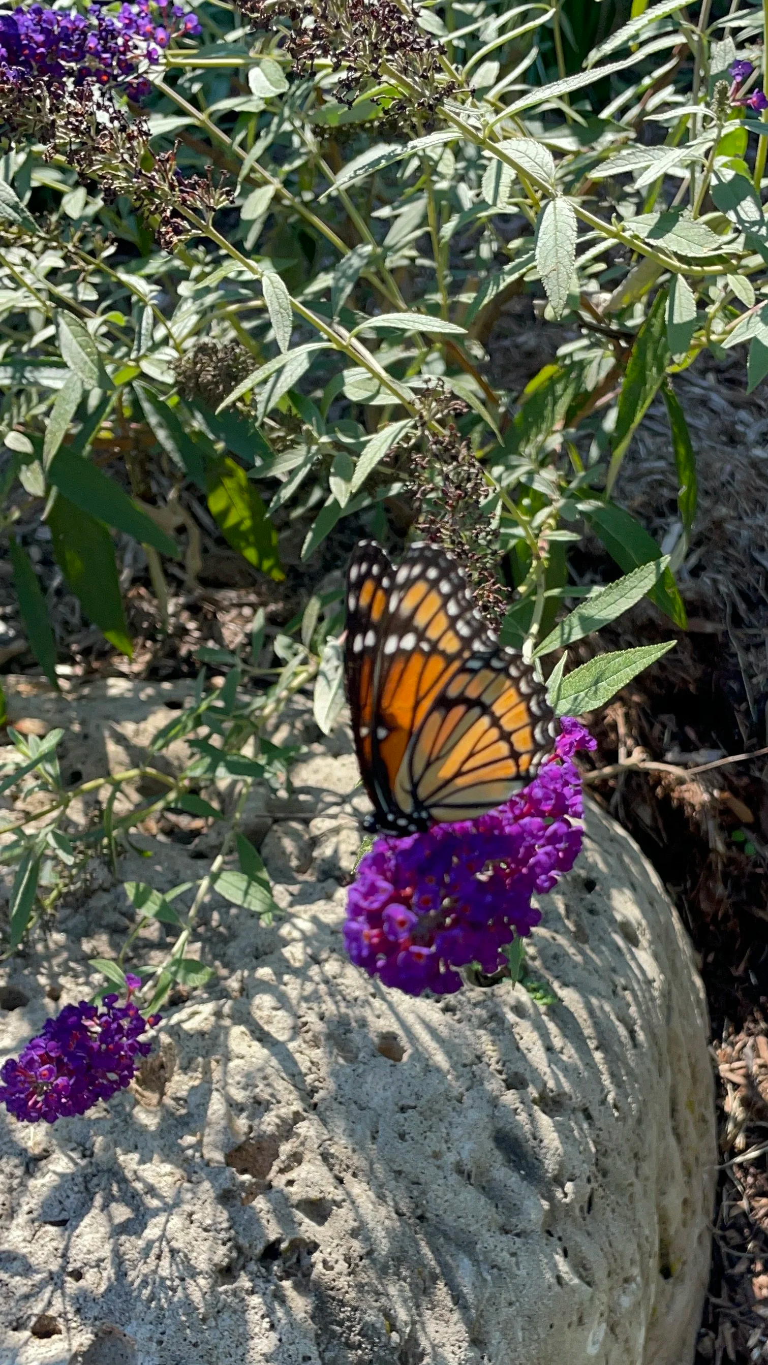 A monarch butterfly perched on a vibrant purple flower in a garden with green foliage and rocks.