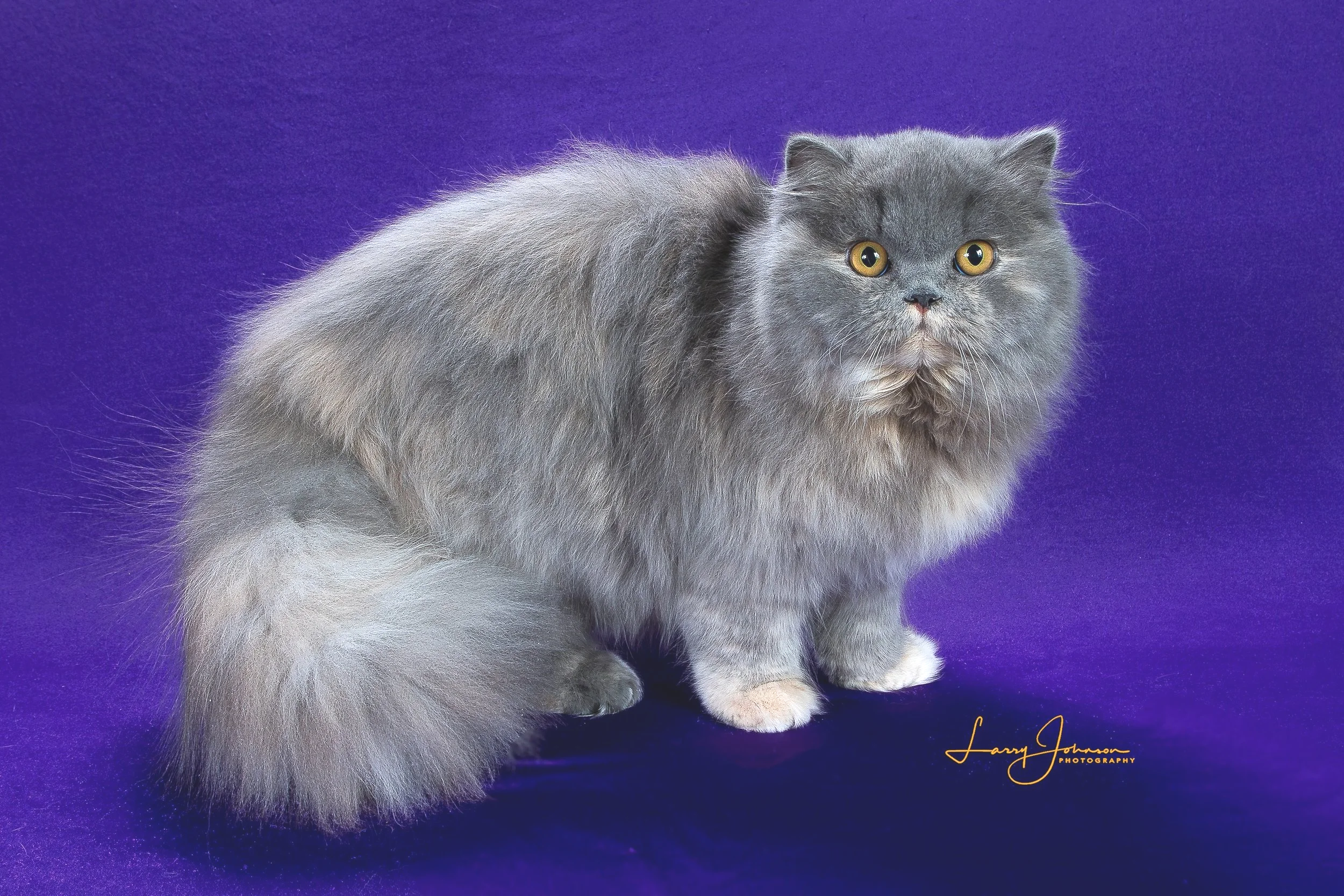 Blue Tortie British Longhair Female Cat