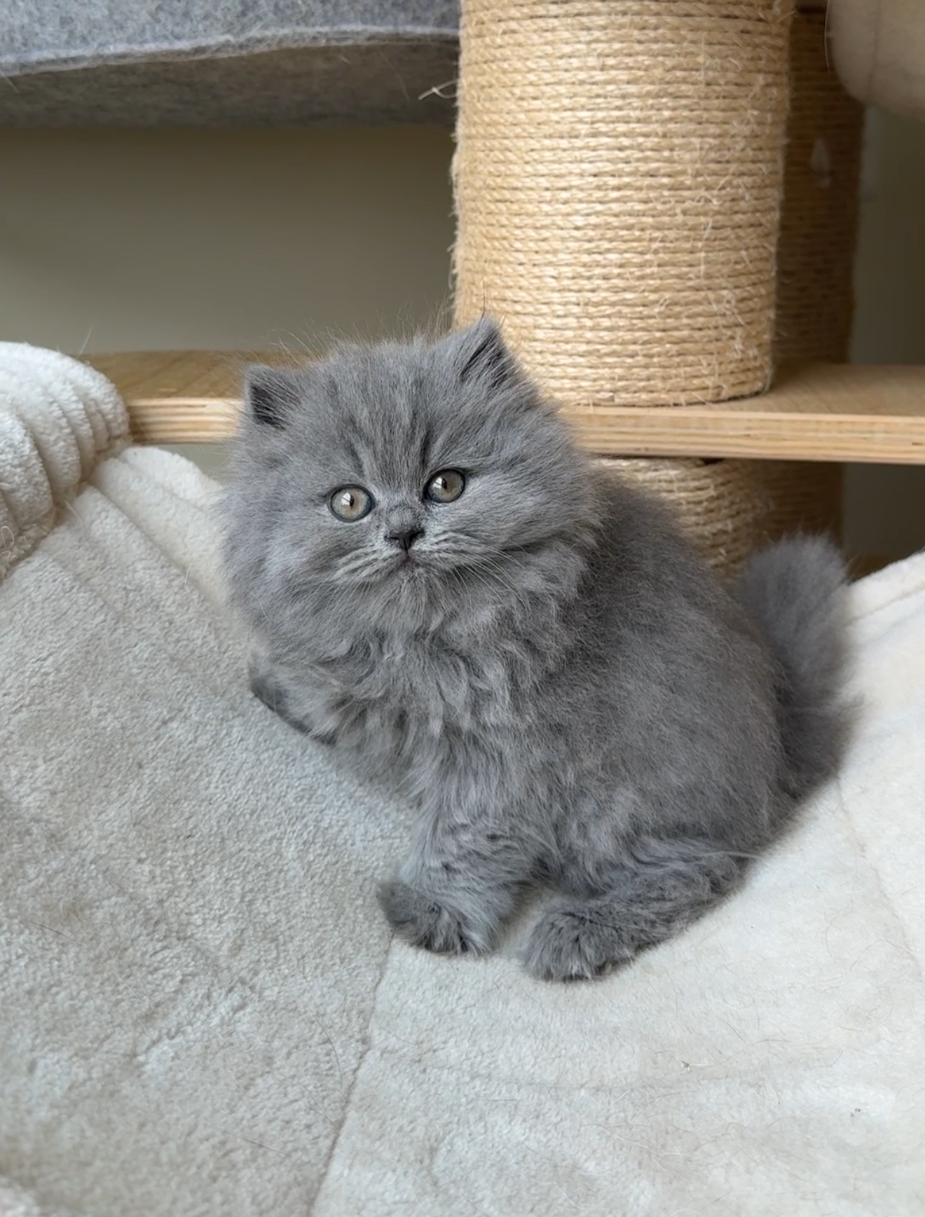 Blue British Longhair Female Kitten for sale