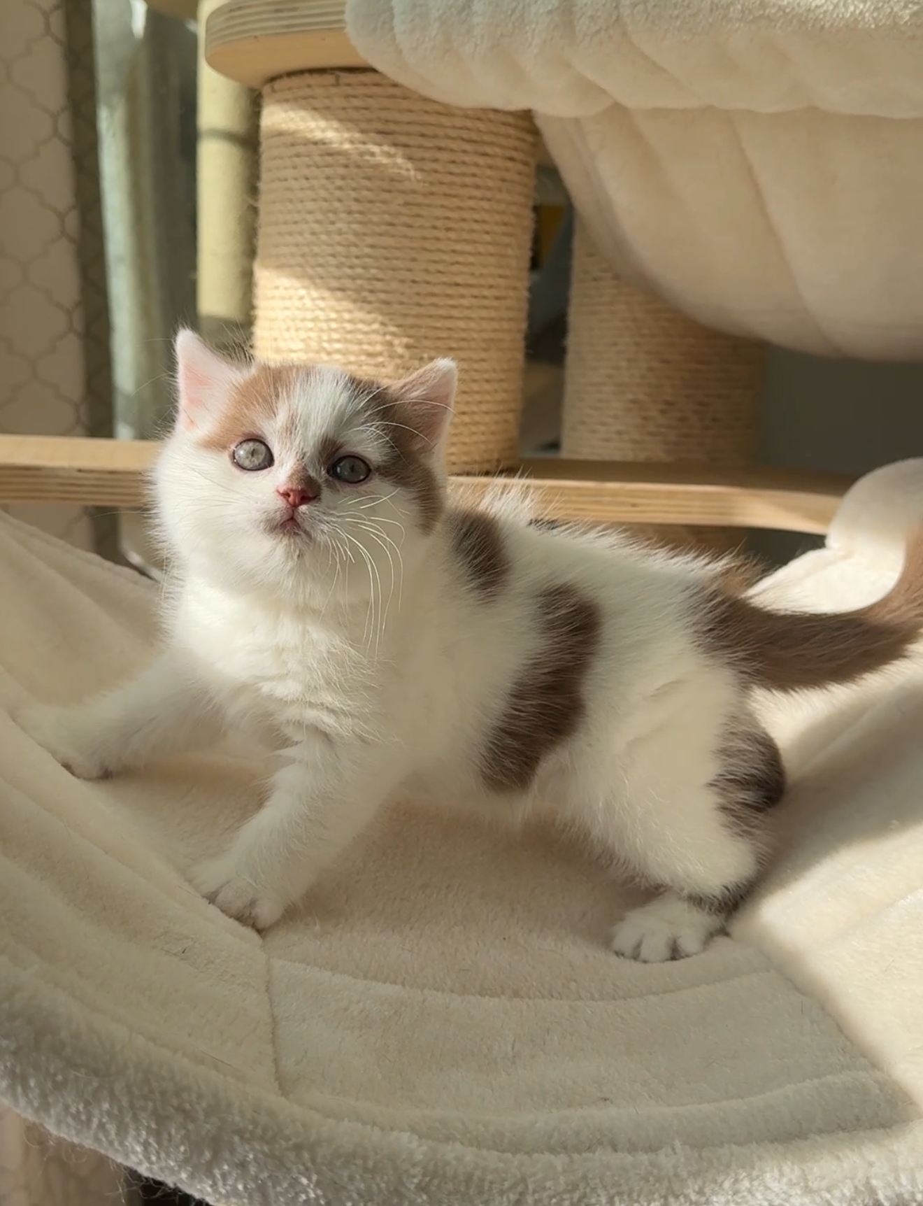 Cinnamon British Shorthair Kitten
