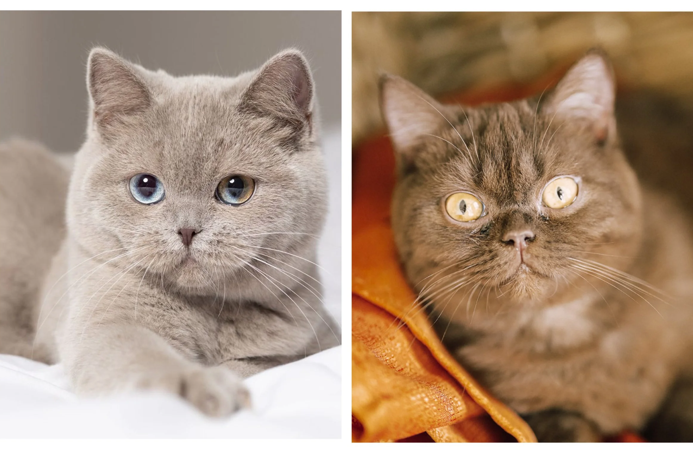 Chocolate blue eye British kitten