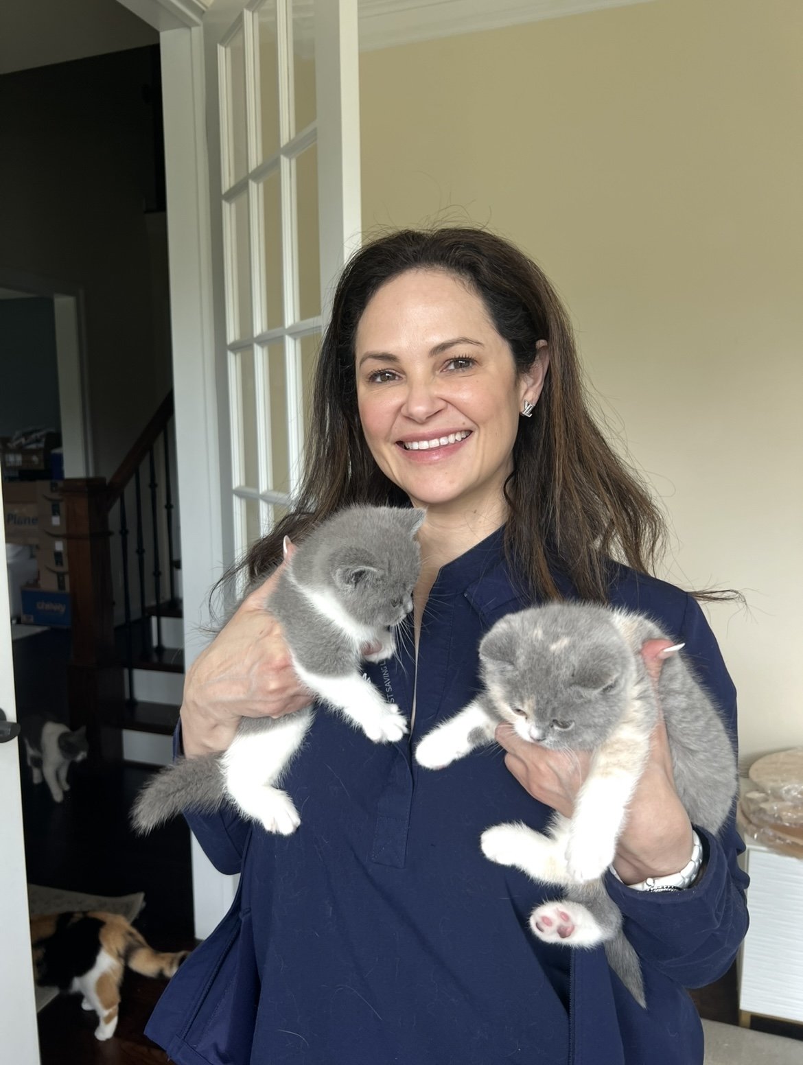 Blue Eyed British: My Boutique British Shorthair Cattery in Charlottesville