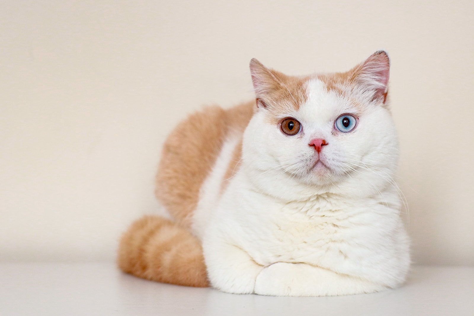 Meet Angel: Our Cream and White British Shorthair Stud