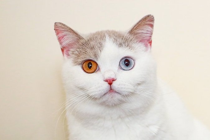 The Rarity of Blue Eyes in Cats — And Why We Named Our Cattery Blue Eyed British