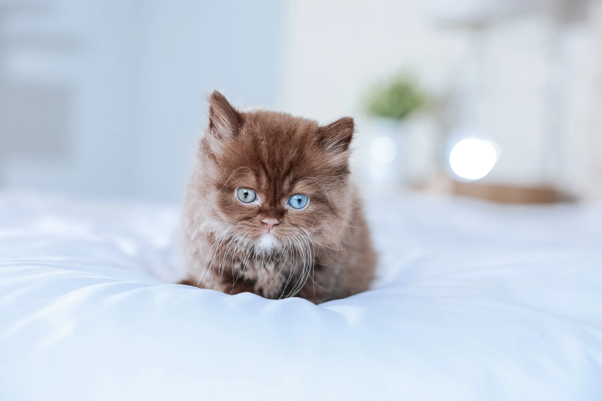 British Shorthair Colors & Eye Variations