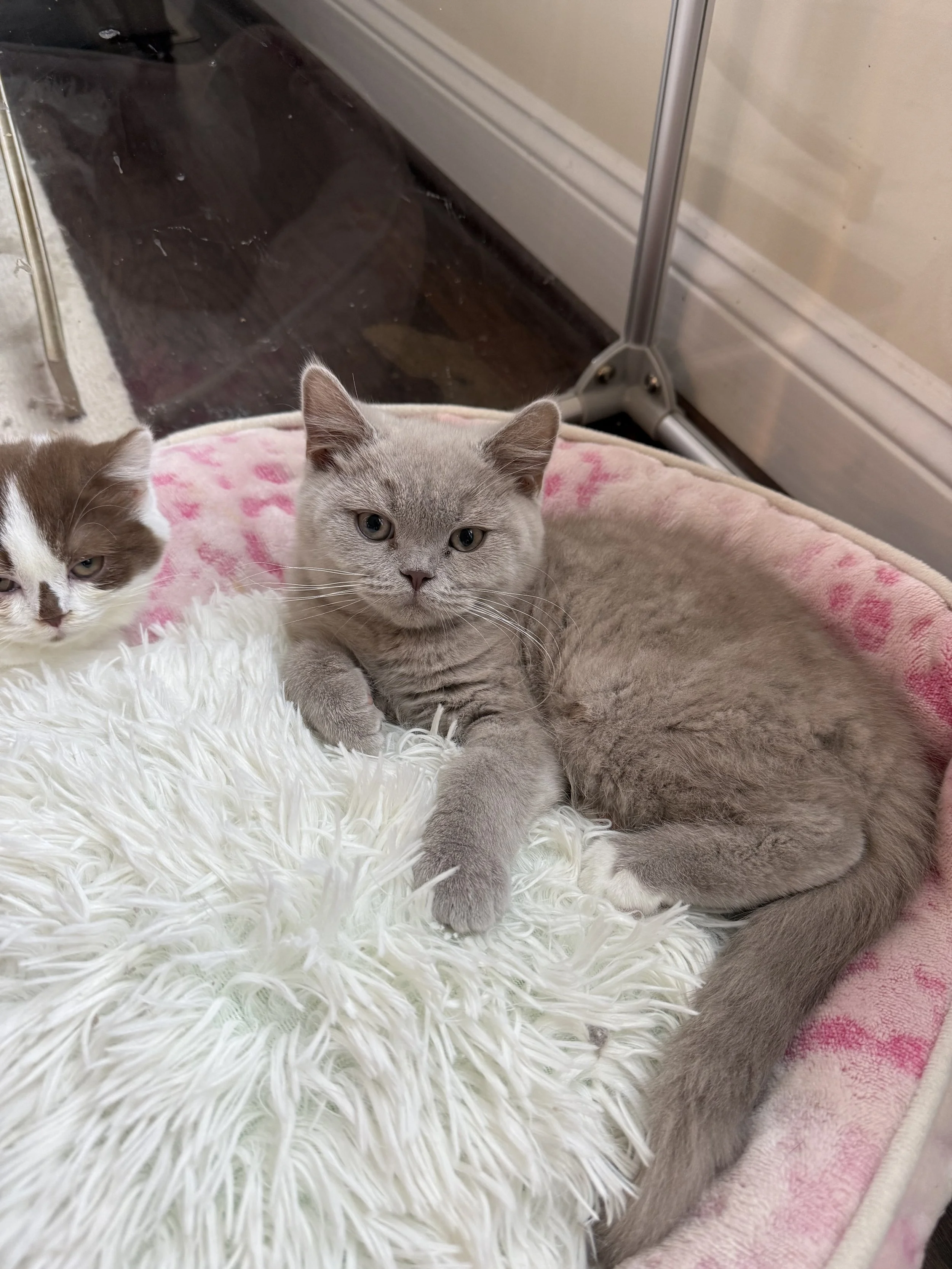 Lilac with white British Shorthair Male Kitten Dominant Blue Eyes Carrier