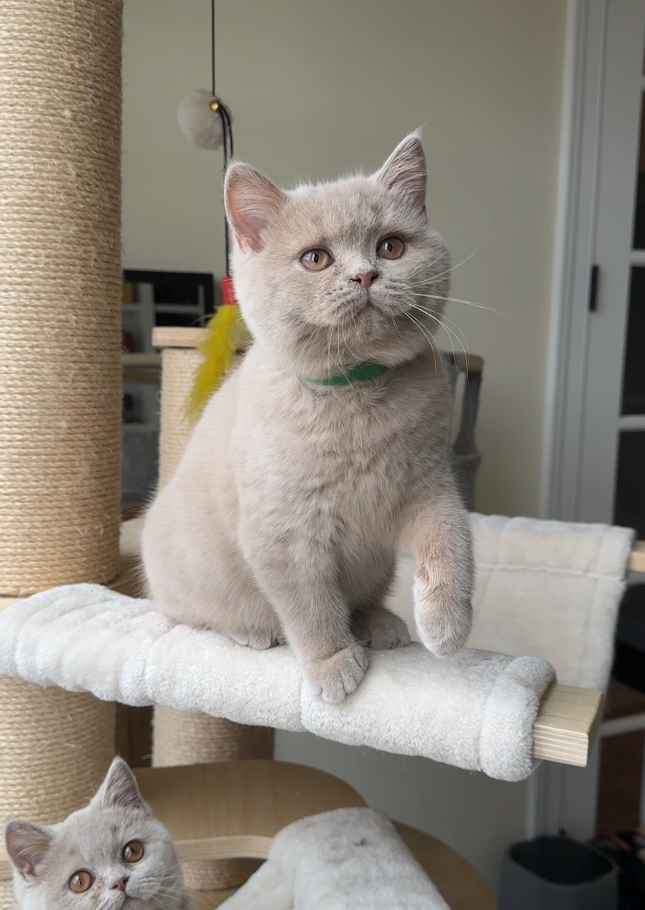 Fawn British Shorthair Male British Cat