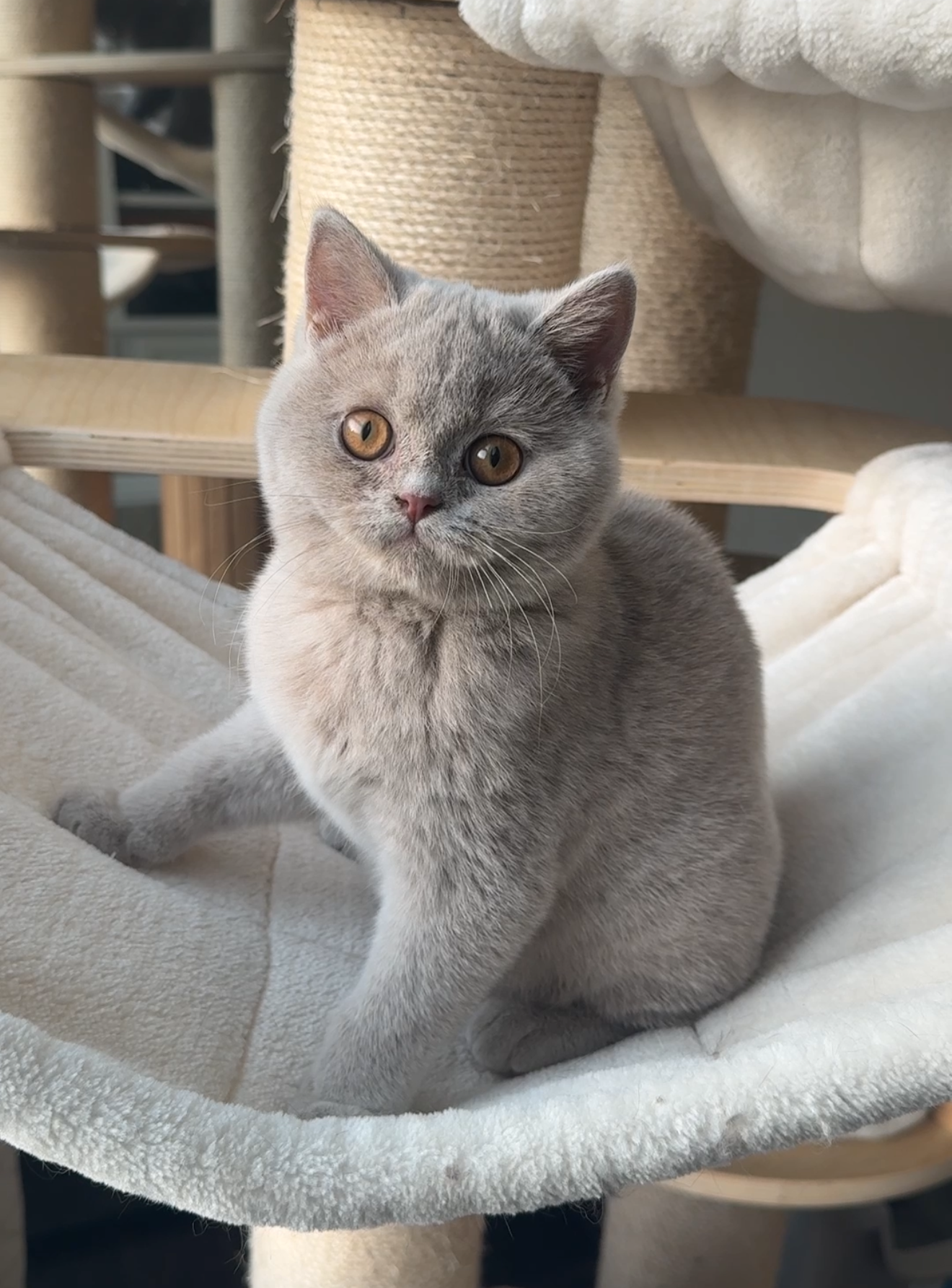 Fawn British Shorthair Male Kitten British Cat
