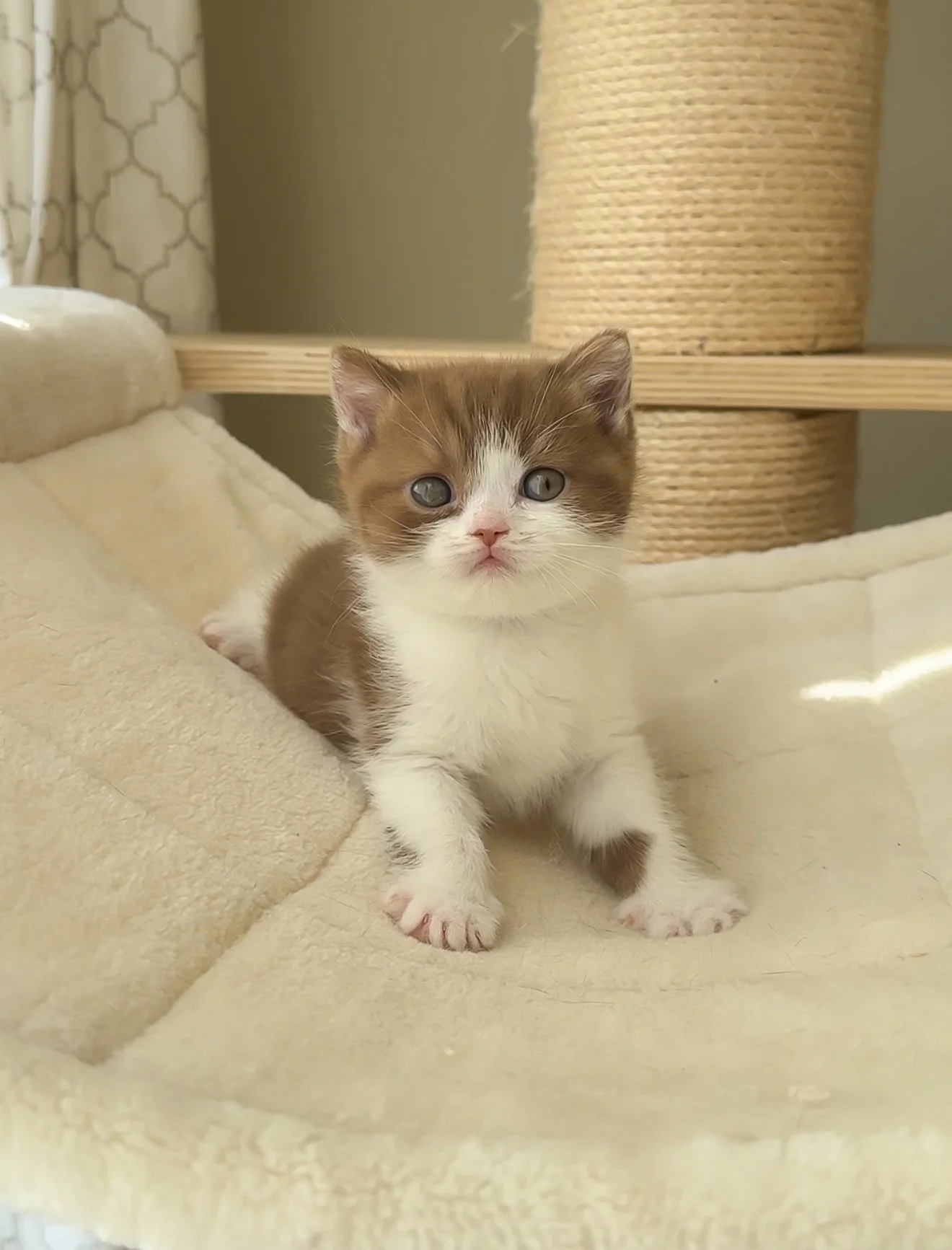 Cinnamon British Shorthair Kitten Blue Eyes