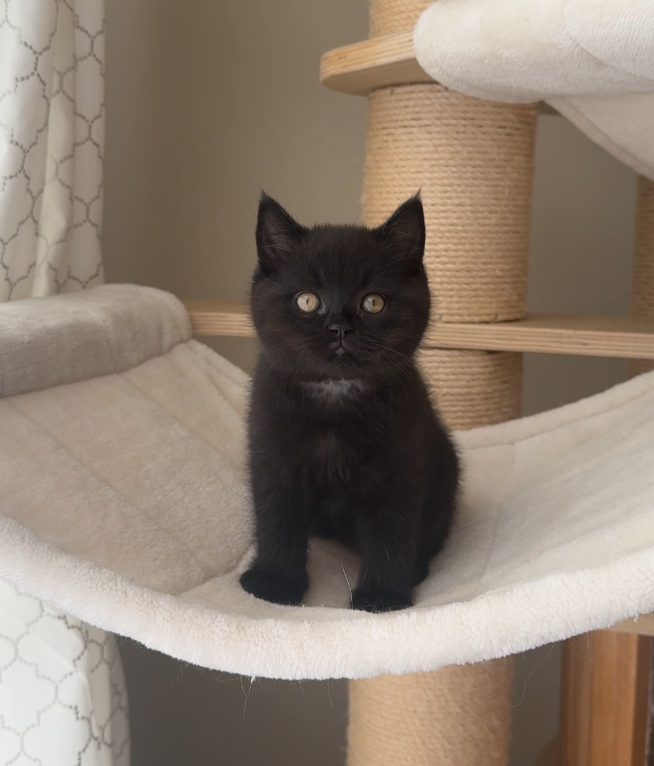 Luxury Black British Shorthair Kitten