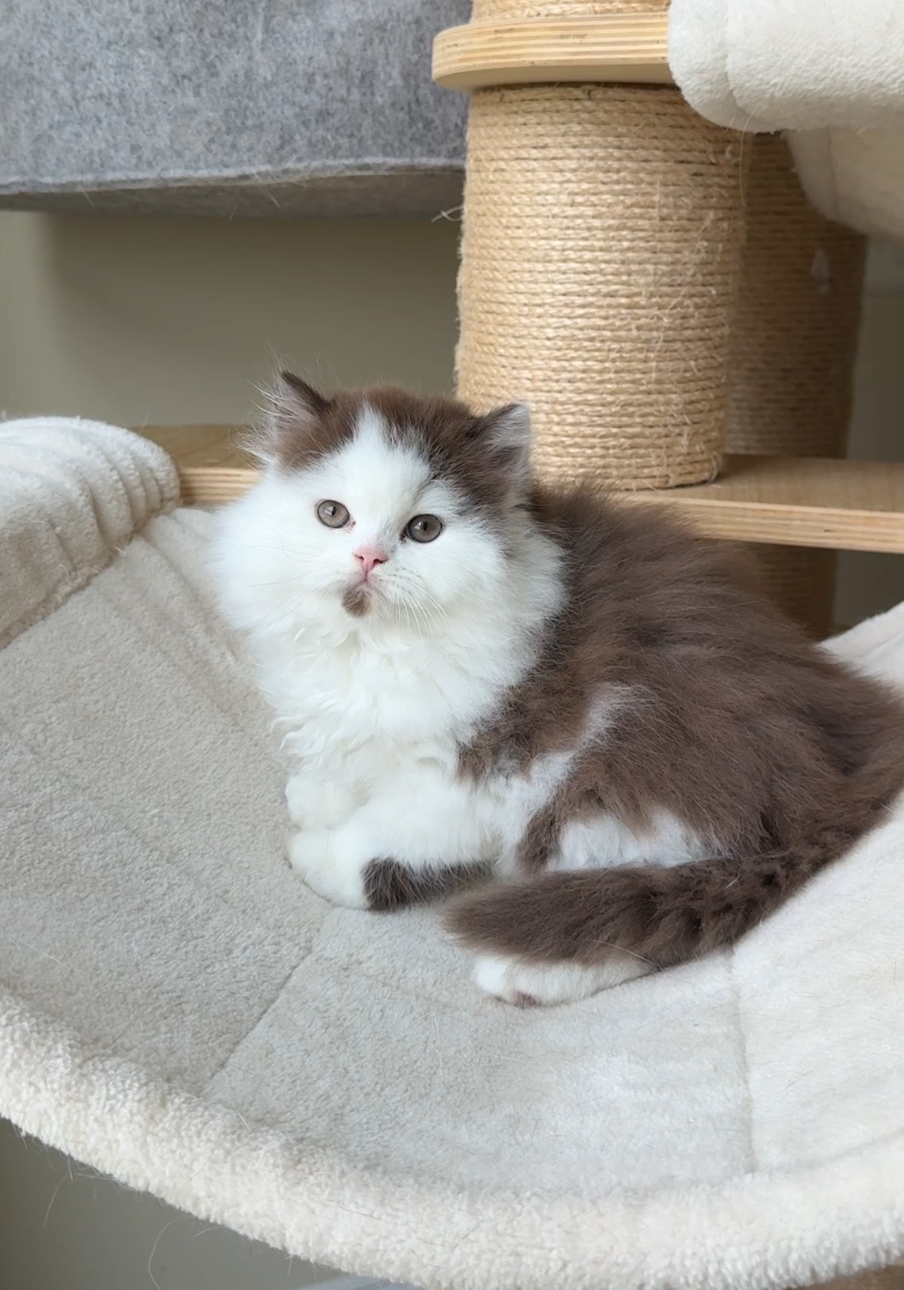Chocolate with white British Longhair Kitten for sale
