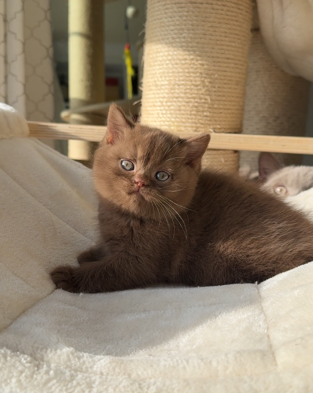 Cinnamon British Shorthair kitten