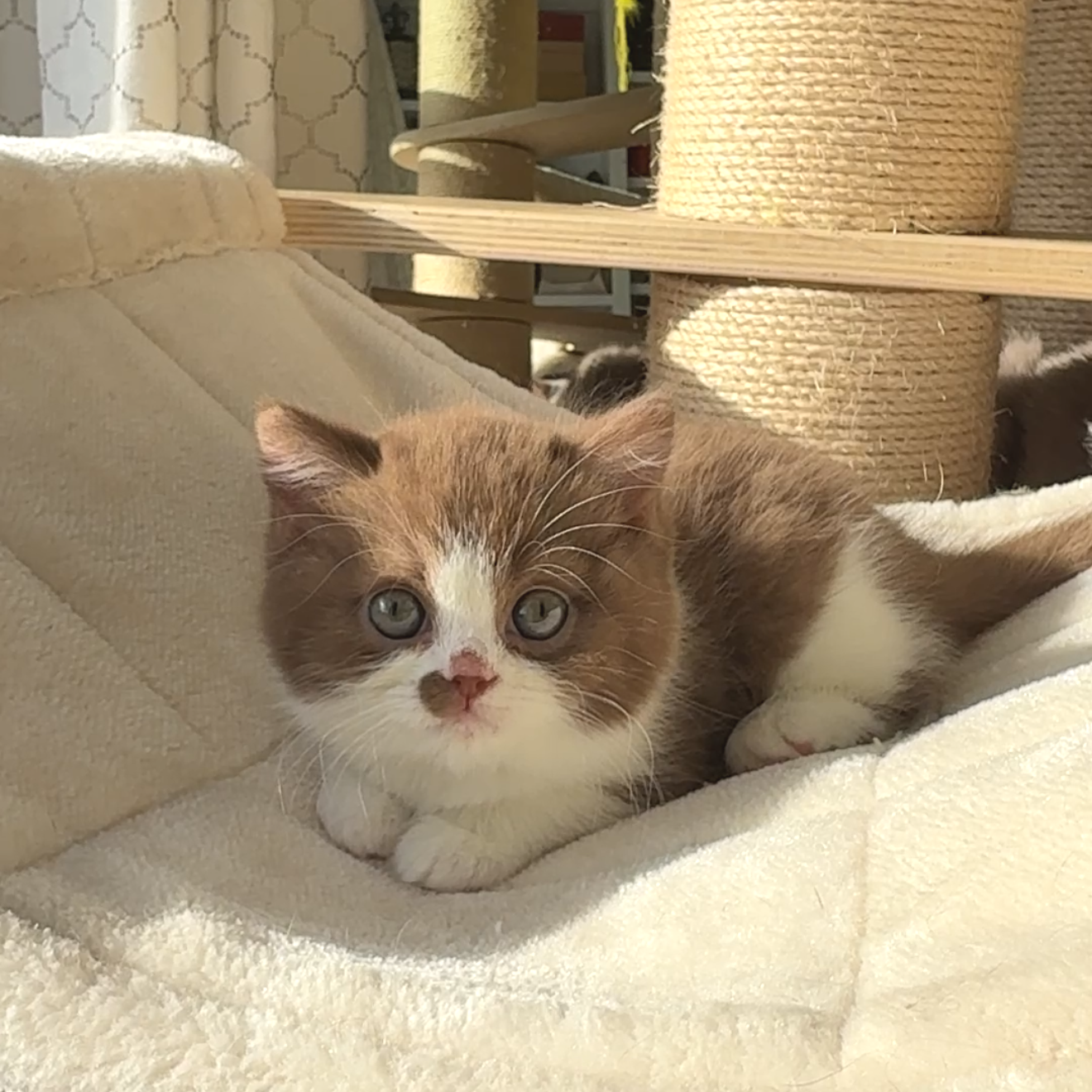 Cinnamon British shorthair kitten
