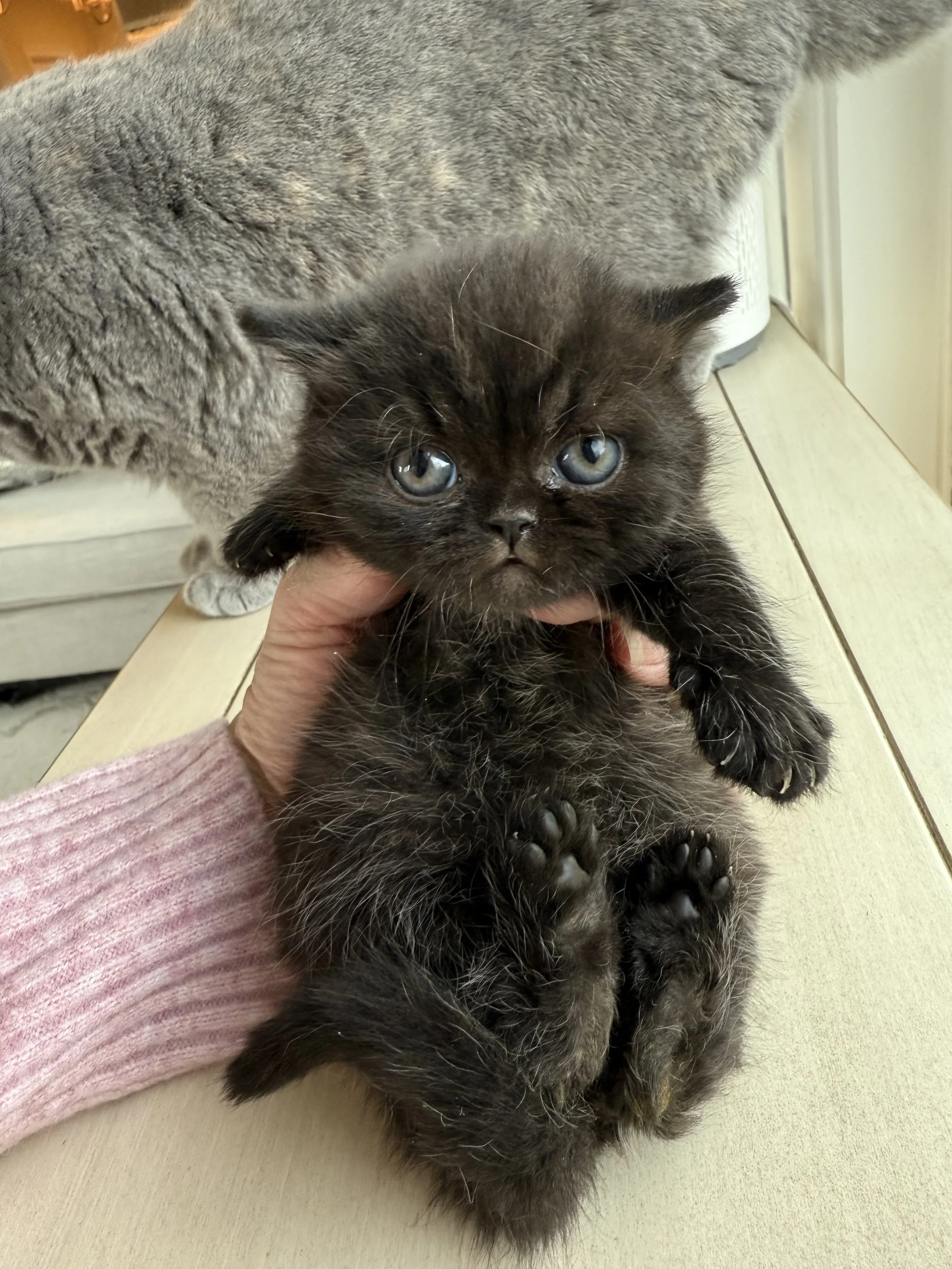 Black British Shorthair Male Kitten