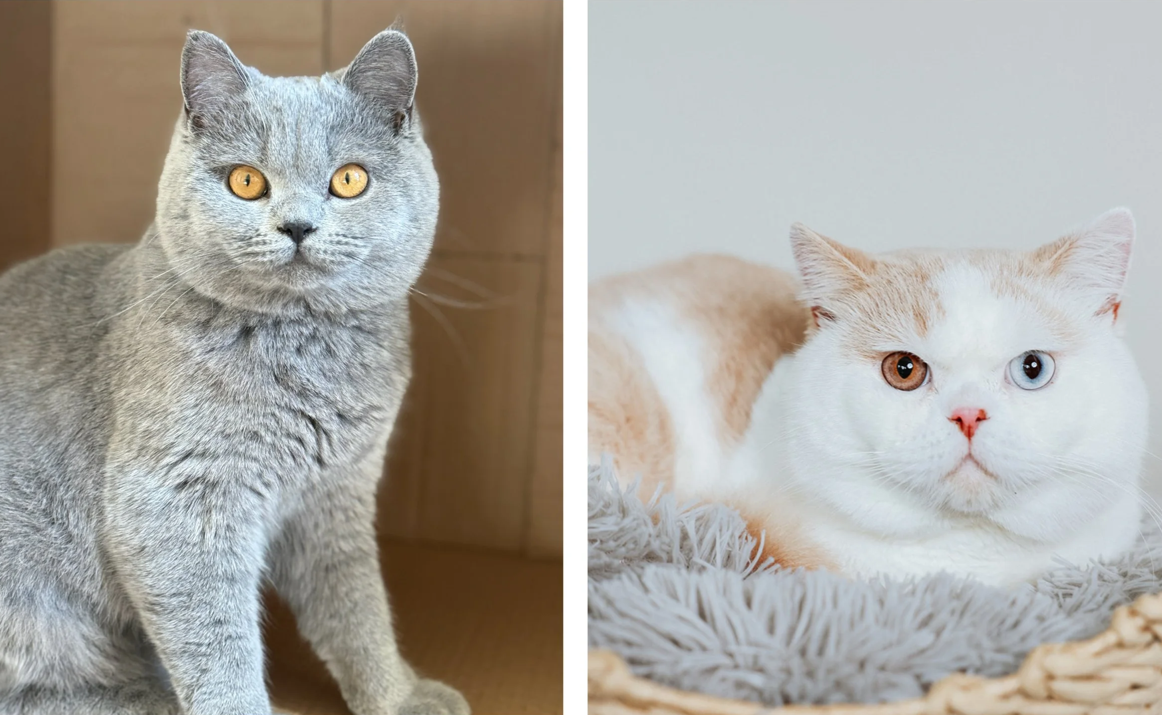 Blue Eyed British Shorthair Kitten