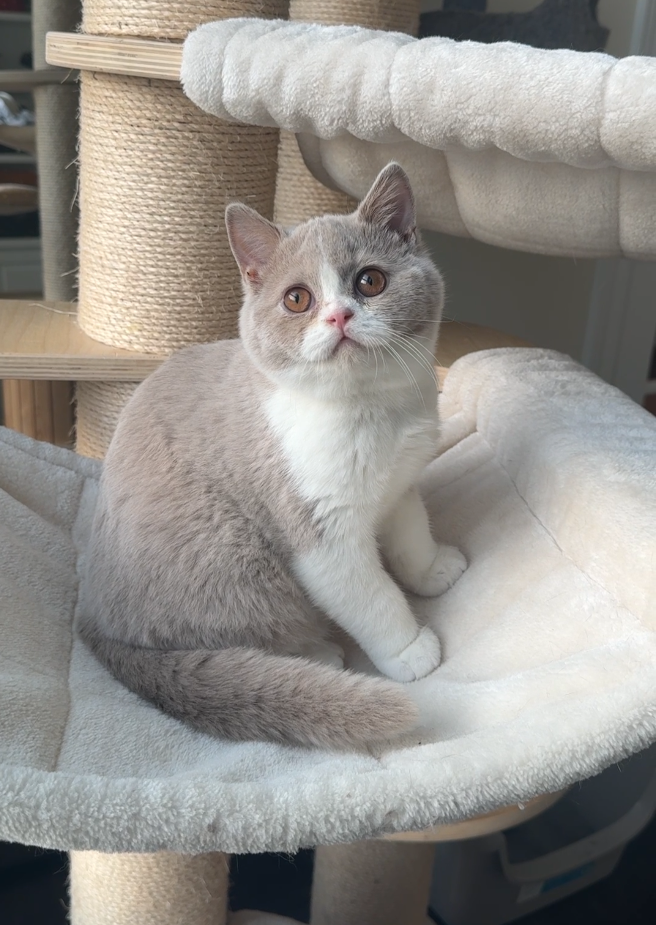 Fawn and White British Shorthair Male Kitten