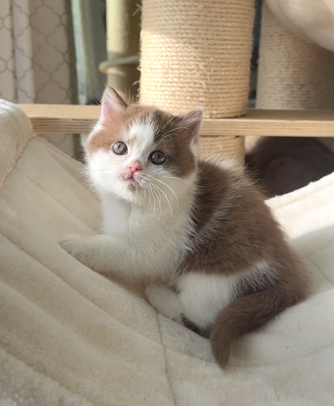cinnamon British shorthair kitten with white
