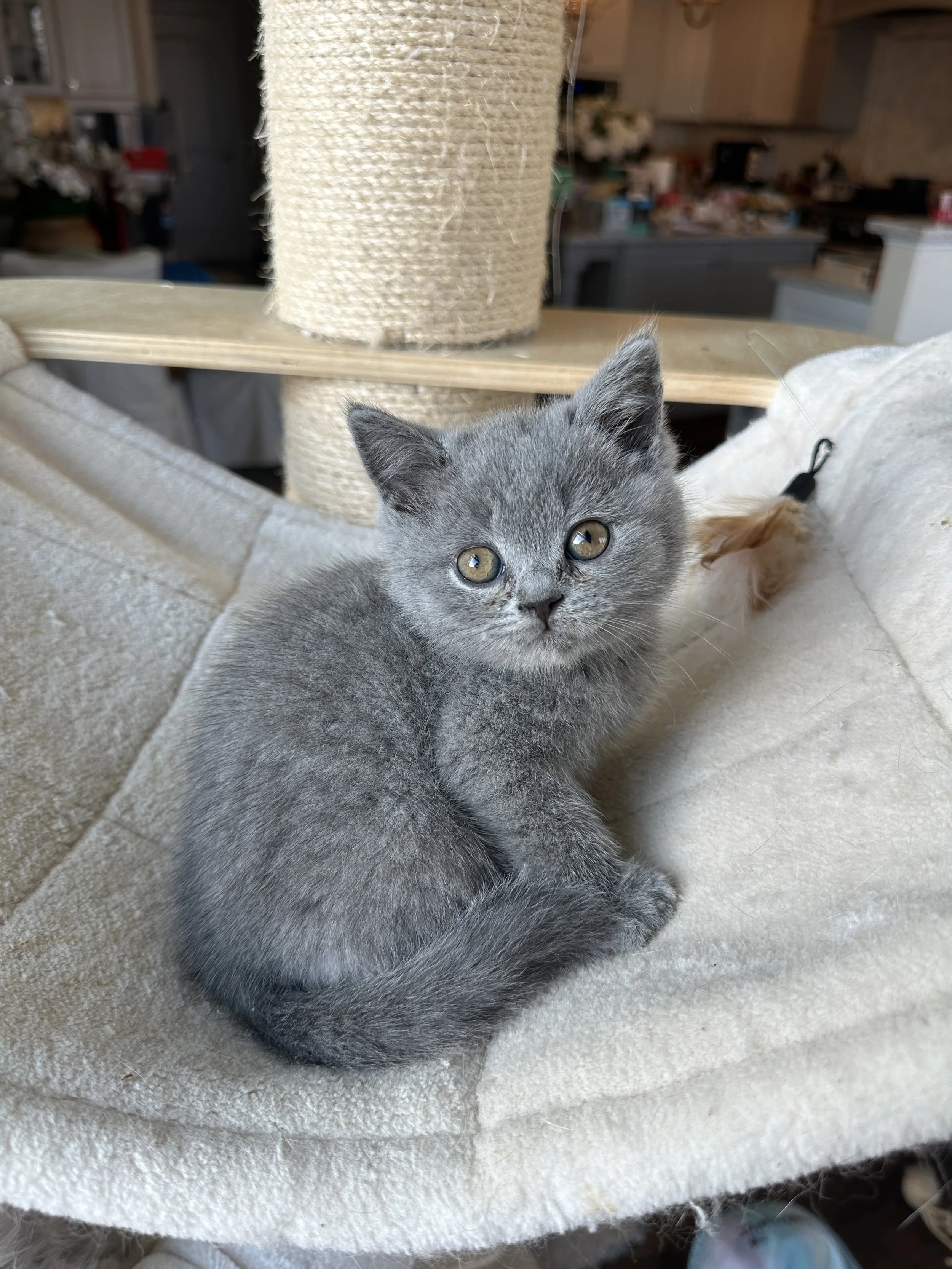 Blue British Shorthair Male Kitten