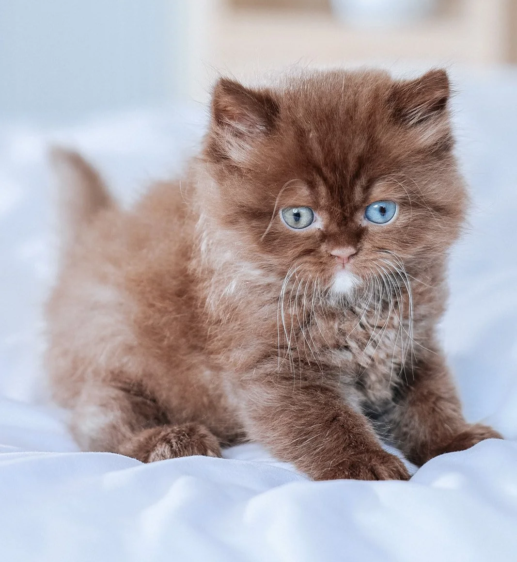Chocolate British Longhair Kitten
