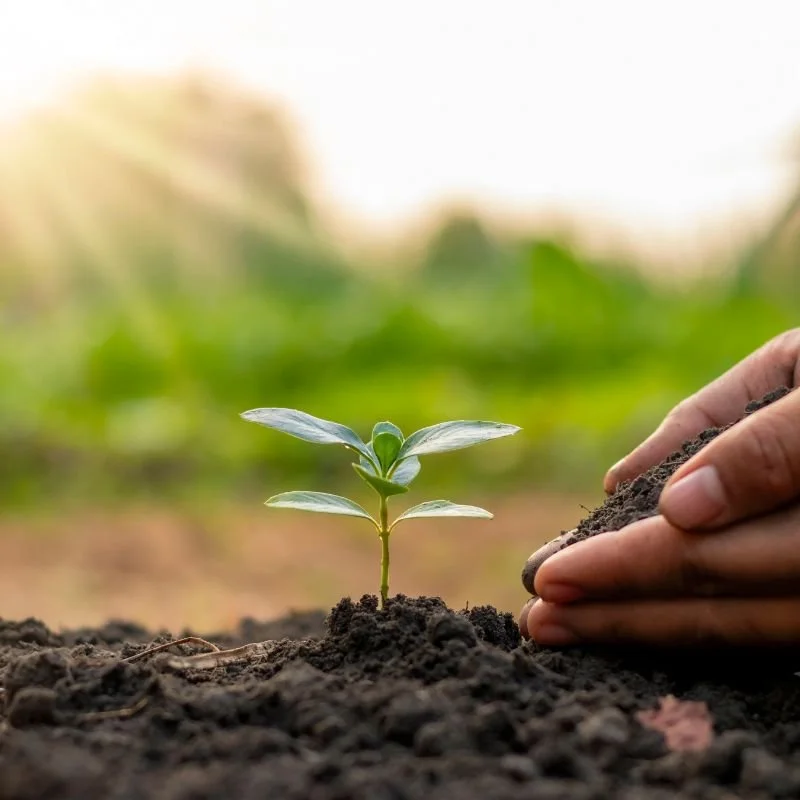 small green plant sprouting from ground representing healing from Accelerated Resolution Therapy