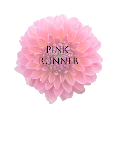Pink Runner Dahlia Tuber