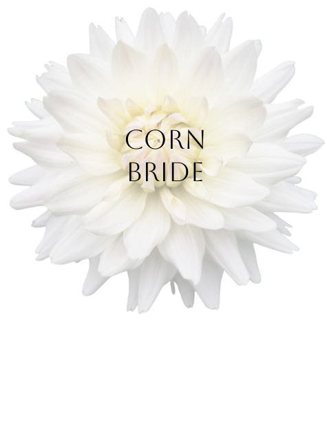 Corn Bride Dahlia Tuber