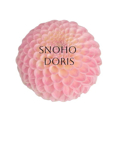 SNOHO Doris Dahlia Tuber