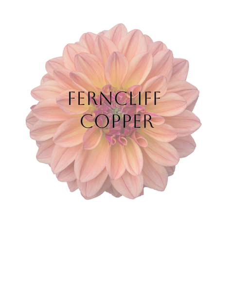 Ferncliff Copper Dahlia Tuber