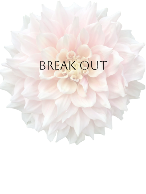 Break Out Dahlia Tuber