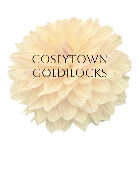 Coseytown Goldilocks Dahlia Tuber