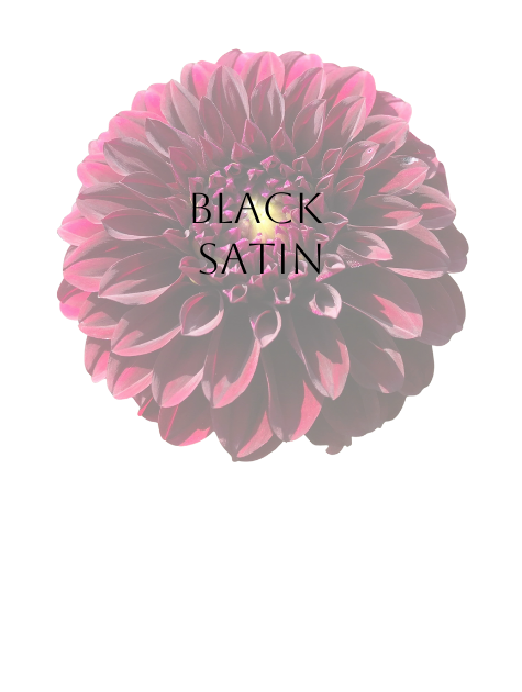 Black Satin Dahlia Tuber