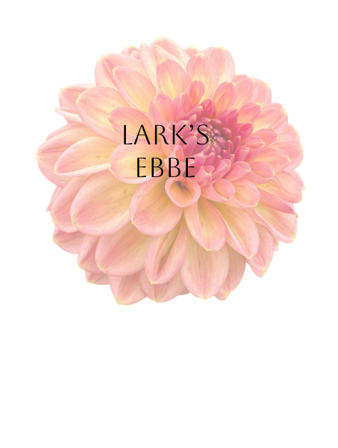 Lark’s Ebbe Dahlia Tuber