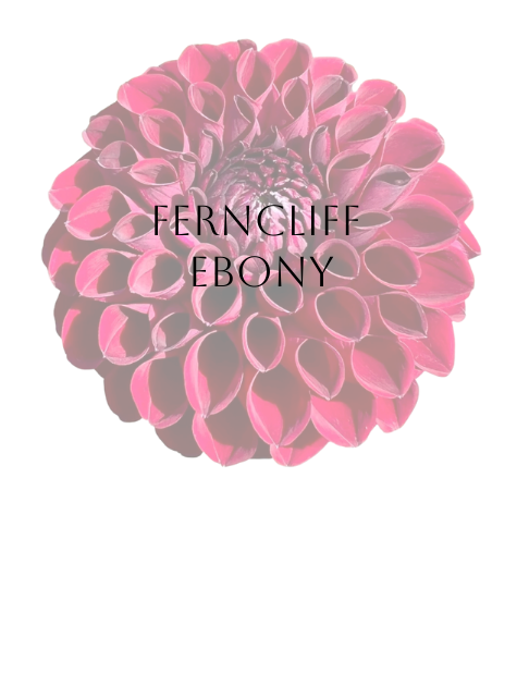 Ferncliff Ebony Dahlia Tuber