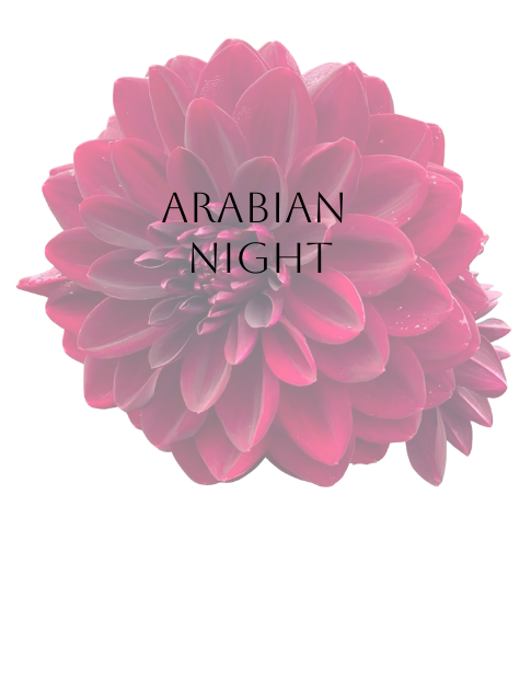 Arabian Night Dahlia Tuber