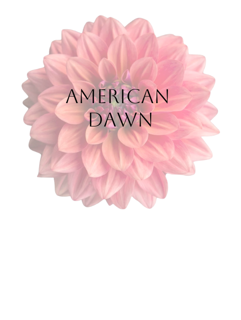 American Dawn Dahlia Tuber