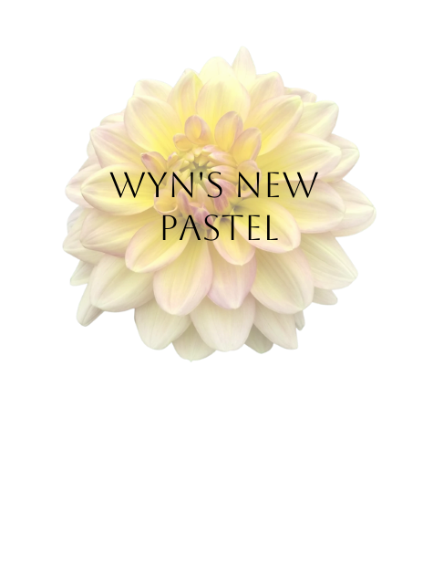 Wyn's New Pastel Dahlia Tuber