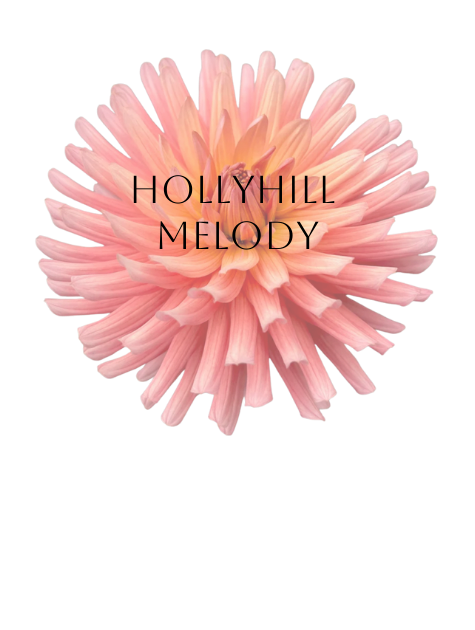 Hollyhill Melody Dahlia Tuber