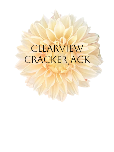 Clearview Crackerjack Dahlia Tuber