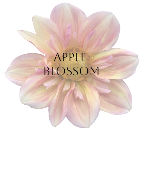 Apple Blossom Dahlia Tuber