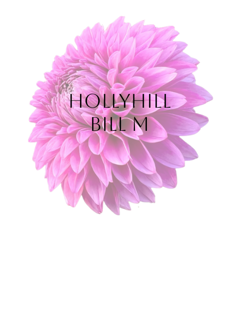 Hollyhill Bill M Dahlia Tuber